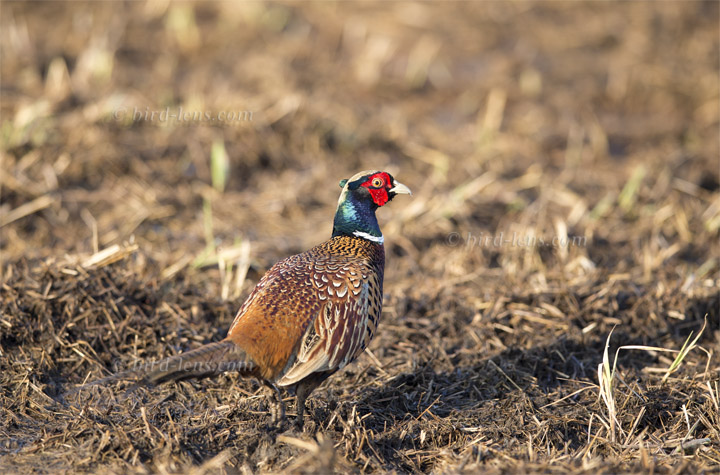 Common Pheasant