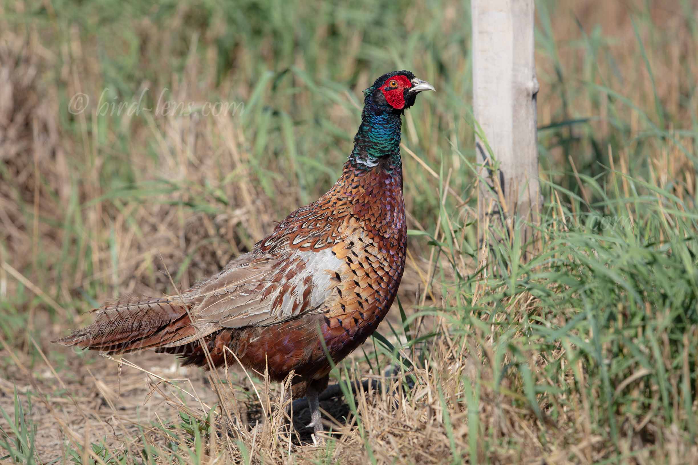 Common Pheasant