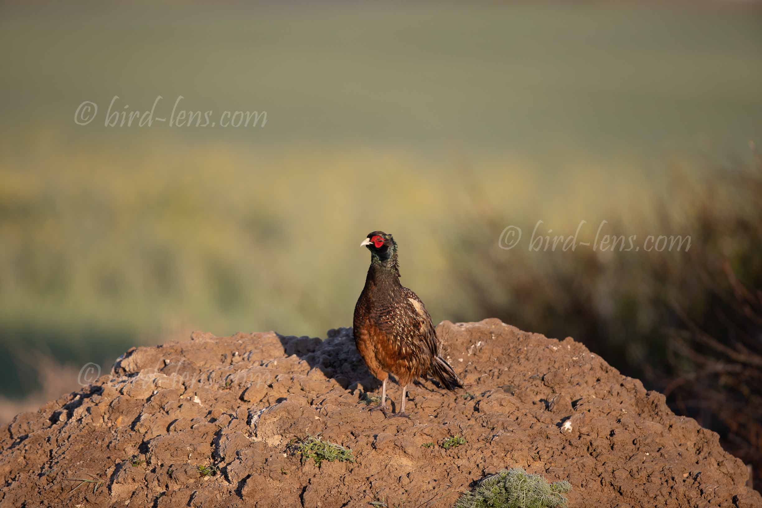 Common Pheasant