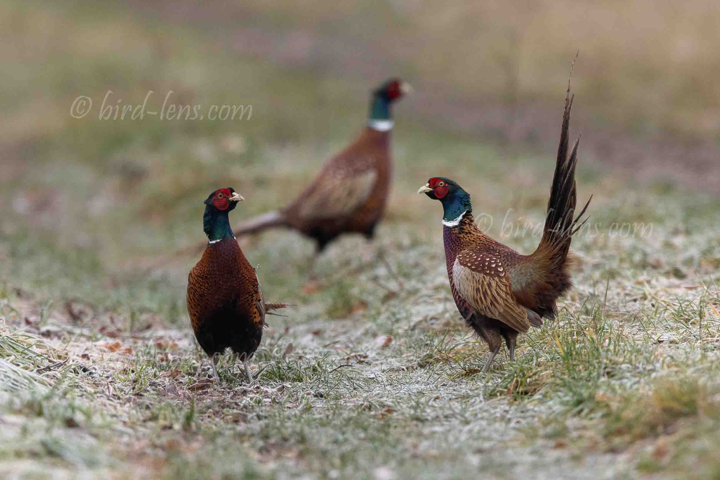 Common Pheasant