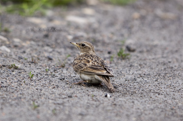 Feldlerche Feldlerche