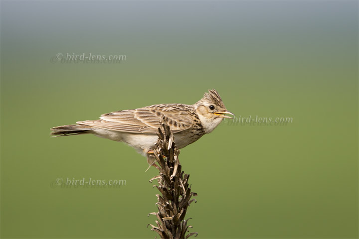 Feldlerche Feldlerche