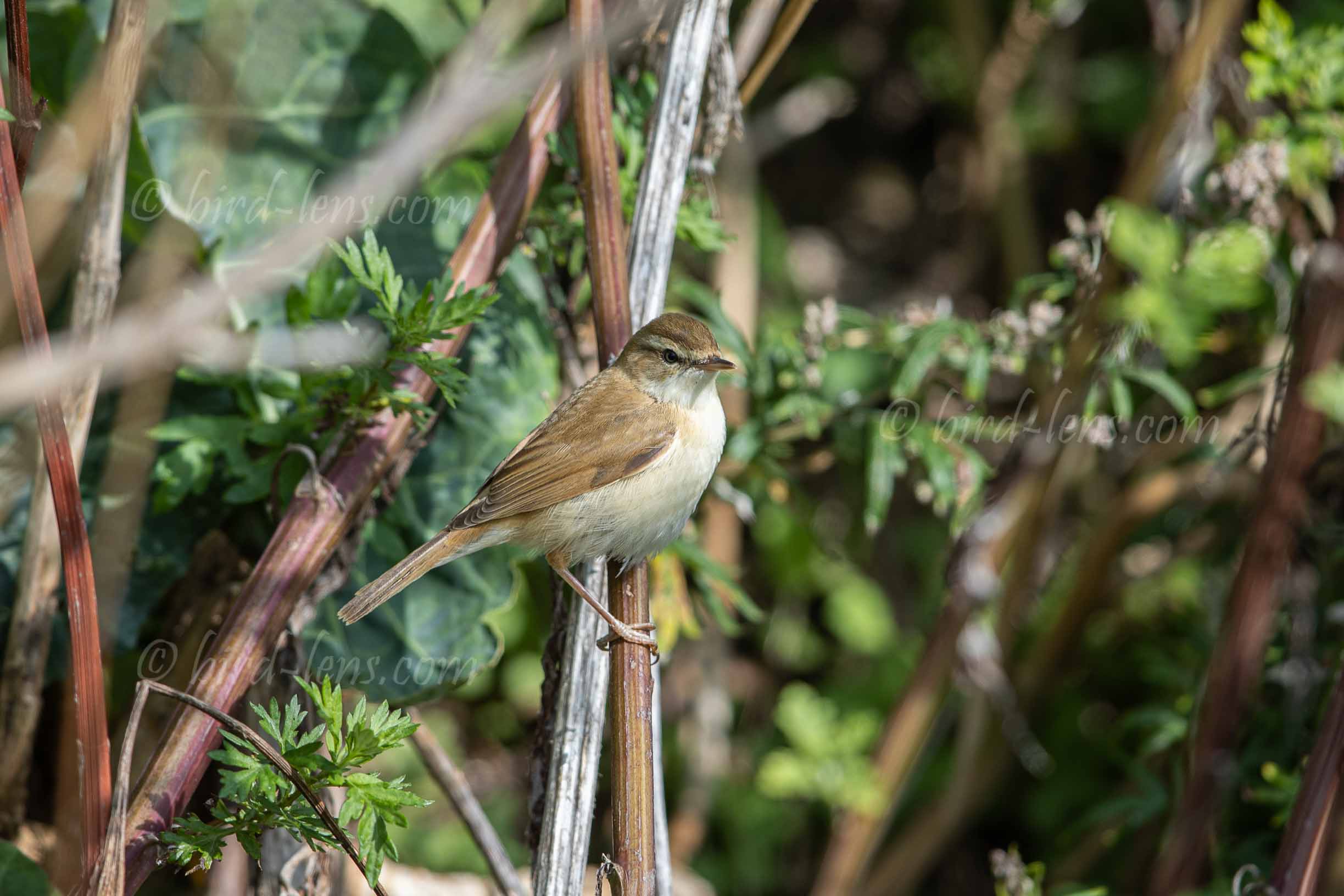 Feldrohrsänger Feldrohrsänger