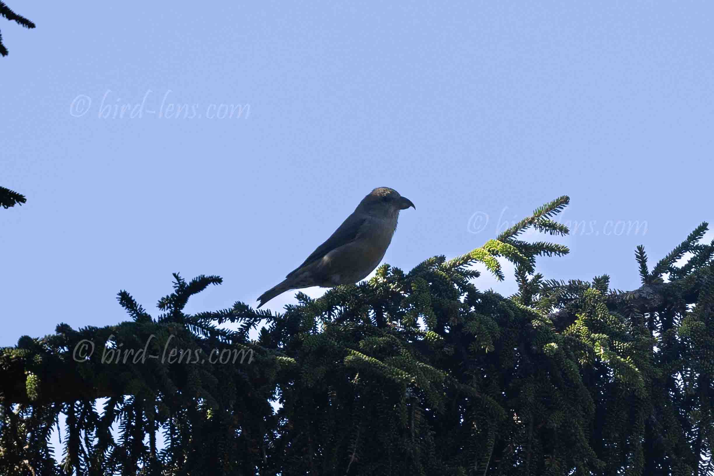 Fichtenkreuzschnabel Fichtenkreuzschnabel