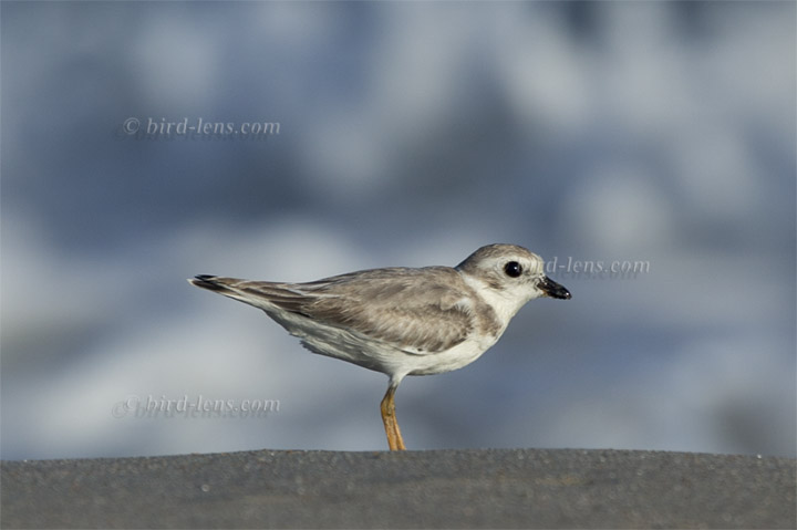 Flötenregenpfeifer Flötenregenpfeifer