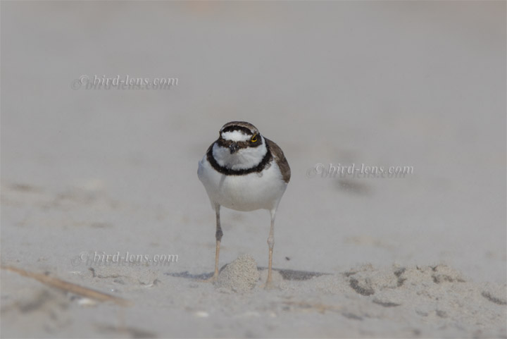 Flußregenpfeifer Flußregenpfeifer