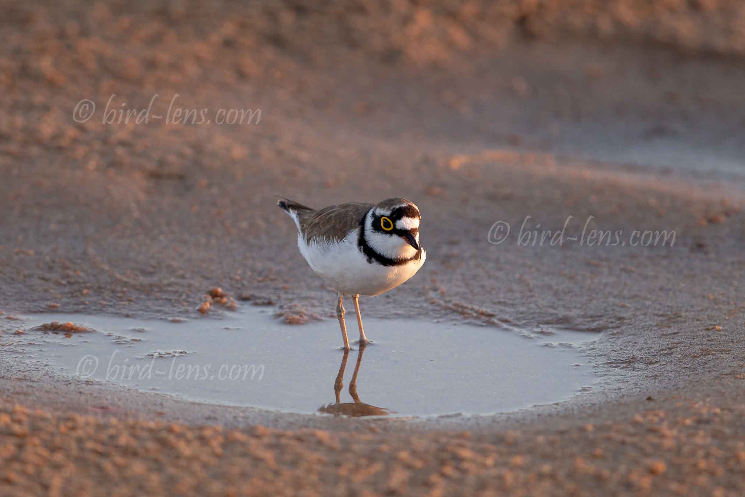 Flußregenpfeifer Flußregenpfeifer