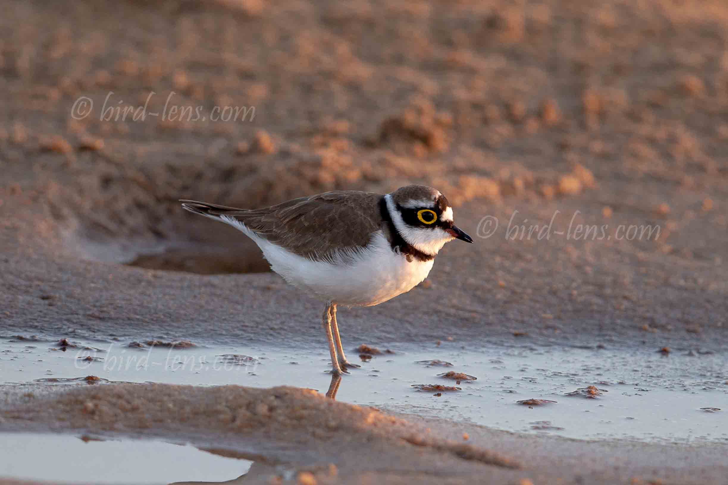 Flußregenpfeifer Flußregenpfeifer