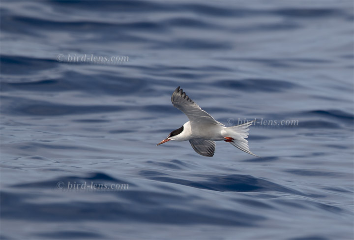 Flußseeschwalbe Flußseeschwalbe