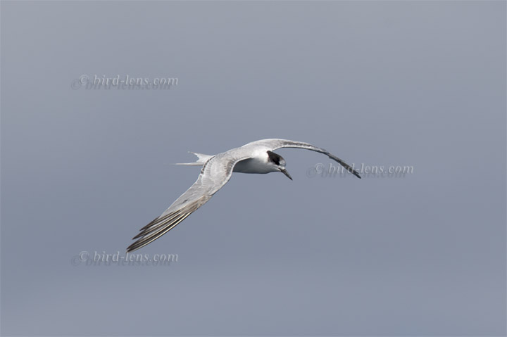 Flußseeschwalbe Flußseeschwalbe