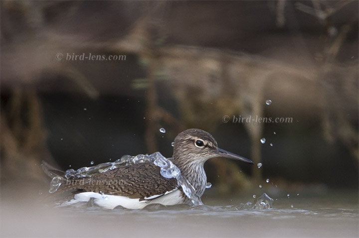 Common Sandpiper Common Sandpiper