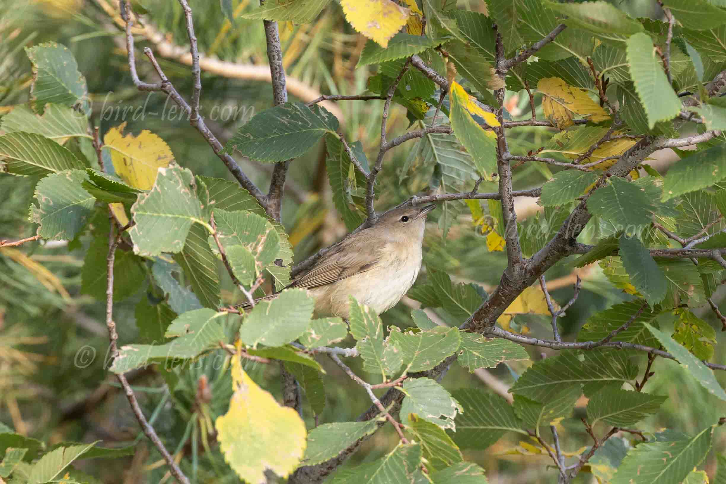 Gartengrasmücke Gartengrasmücke