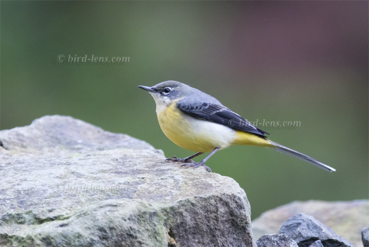 Gebirgsstelze Gebirgsstelze