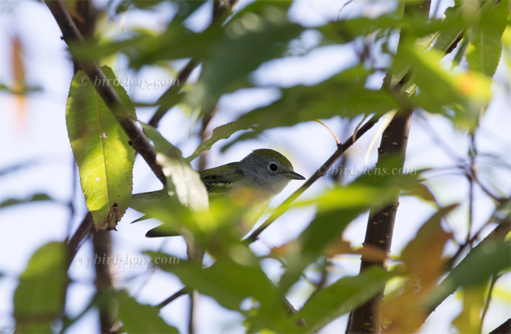 Gelbscheitel-Waldsänger Gelbscheitel-Waldsänger
