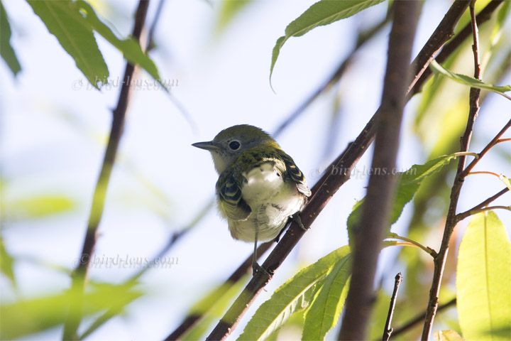 Gelbscheitel-Waldsänger