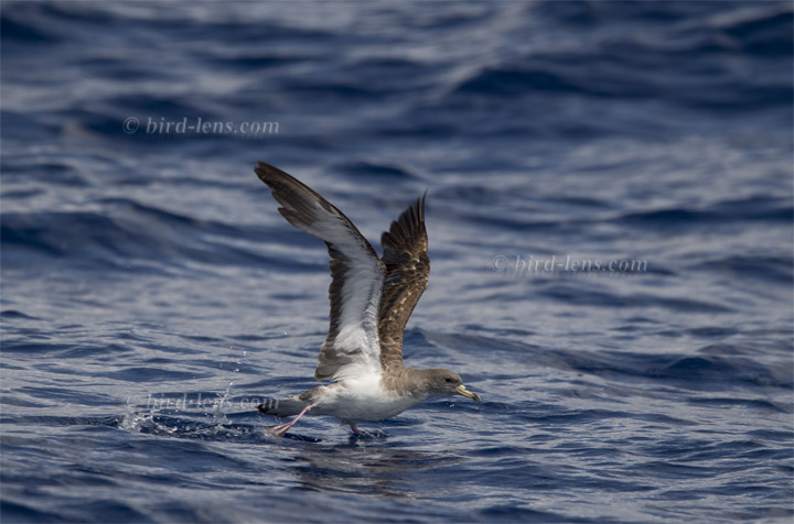 Gelbschnabel-Sturmtaucher Gelbschnabel-Sturmtaucher