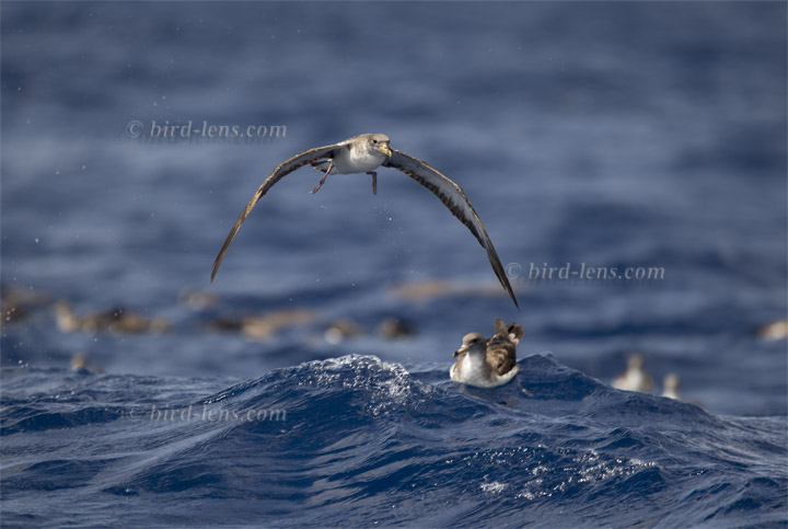 Gelbschnabel-Sturmtaucher Gelbschnabel-Sturmtaucher