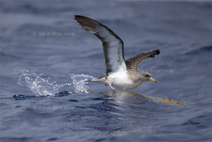 Gelbschnabel-Sturmtaucher Gelbschnabel-Sturmtaucher