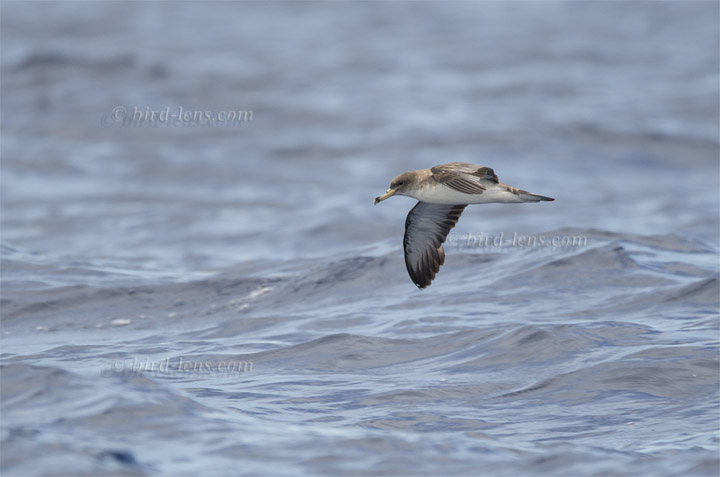 Gelbschnabel-Sturmtaucher Gelbschnabel-Sturmtaucher