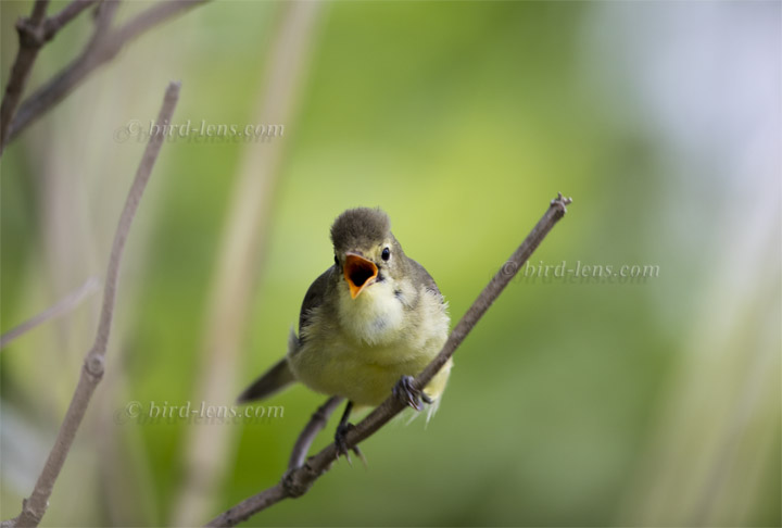 Gelbspötter Gelbspötter