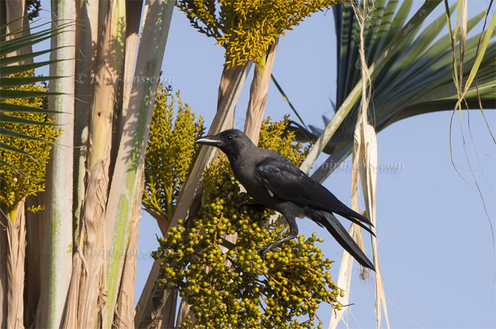 Glanzkrähe Glanzkrähe