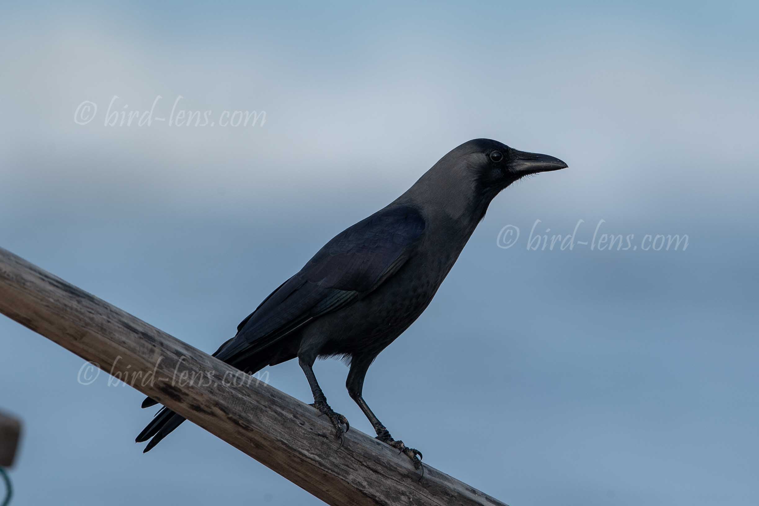 Glanzkrähe Glanzkrähe