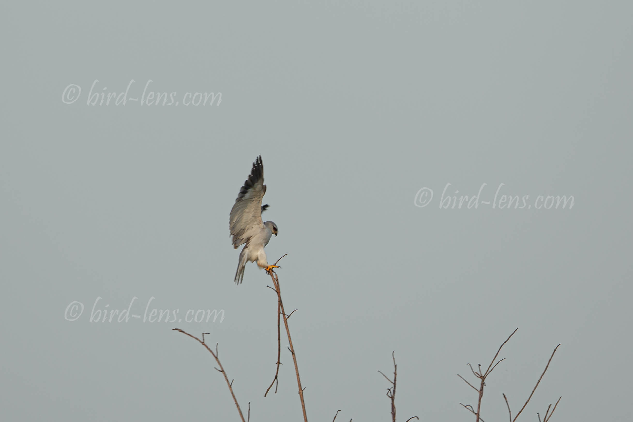 Black-winged Kite