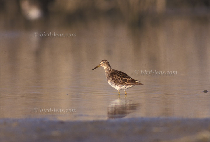 Graubrust-Strandläufer Graubrust-Strandläufer