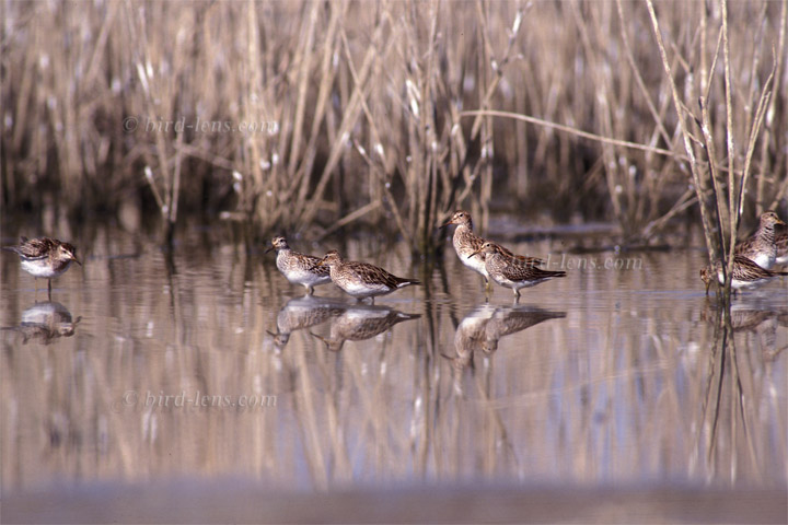 Graubrust-Strandläufer Graubrust-Strandläufer