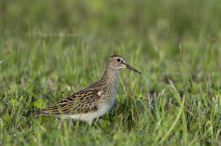 Graubrust-Strandläufer