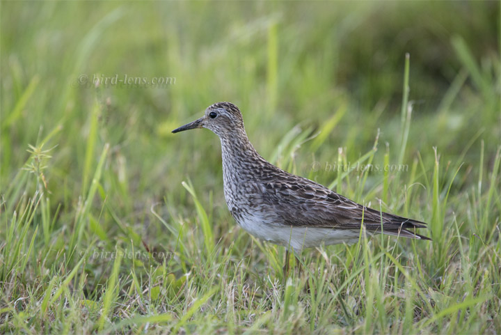 Graubrust-Strandläufer