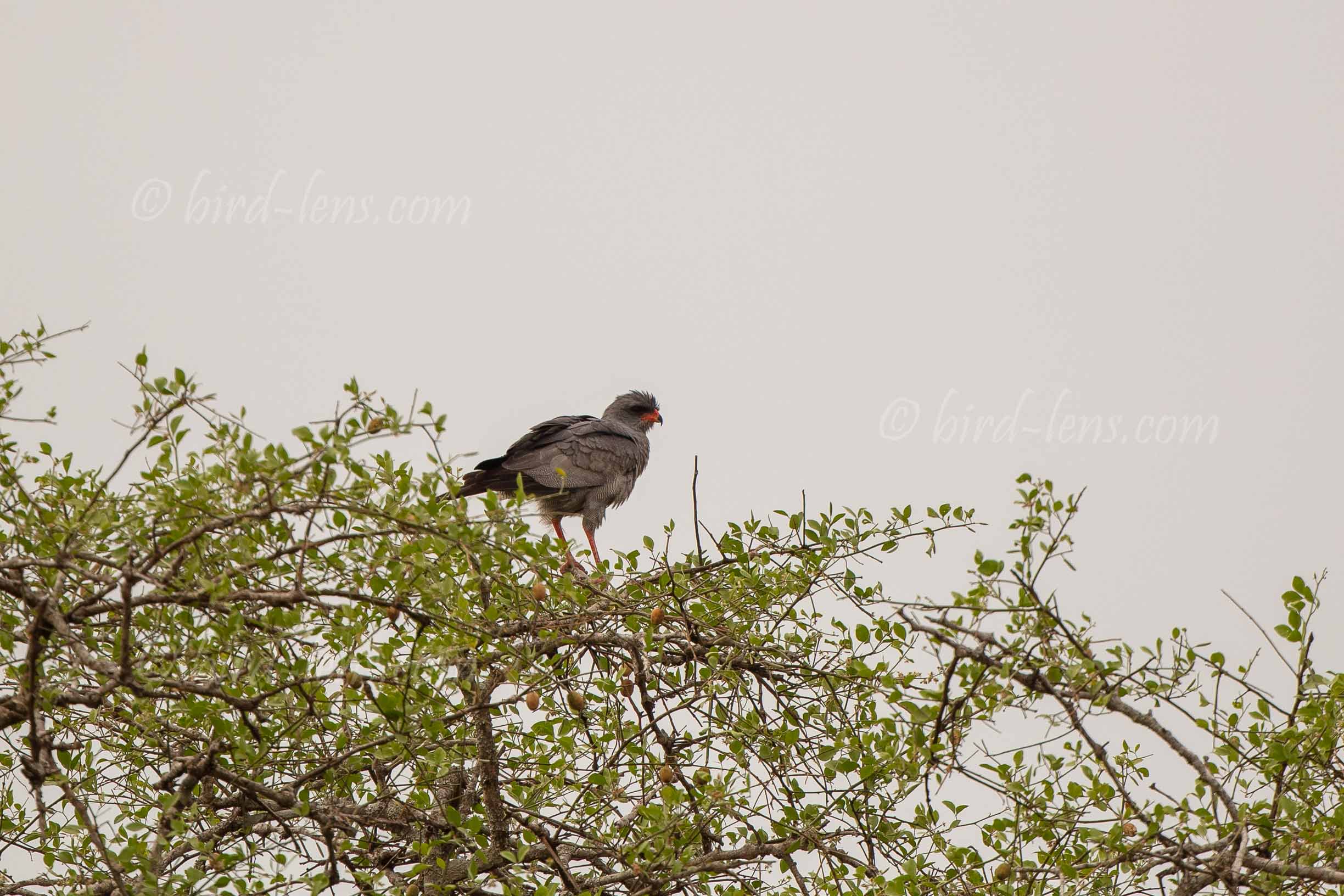 Graubürzel-Singhabicht