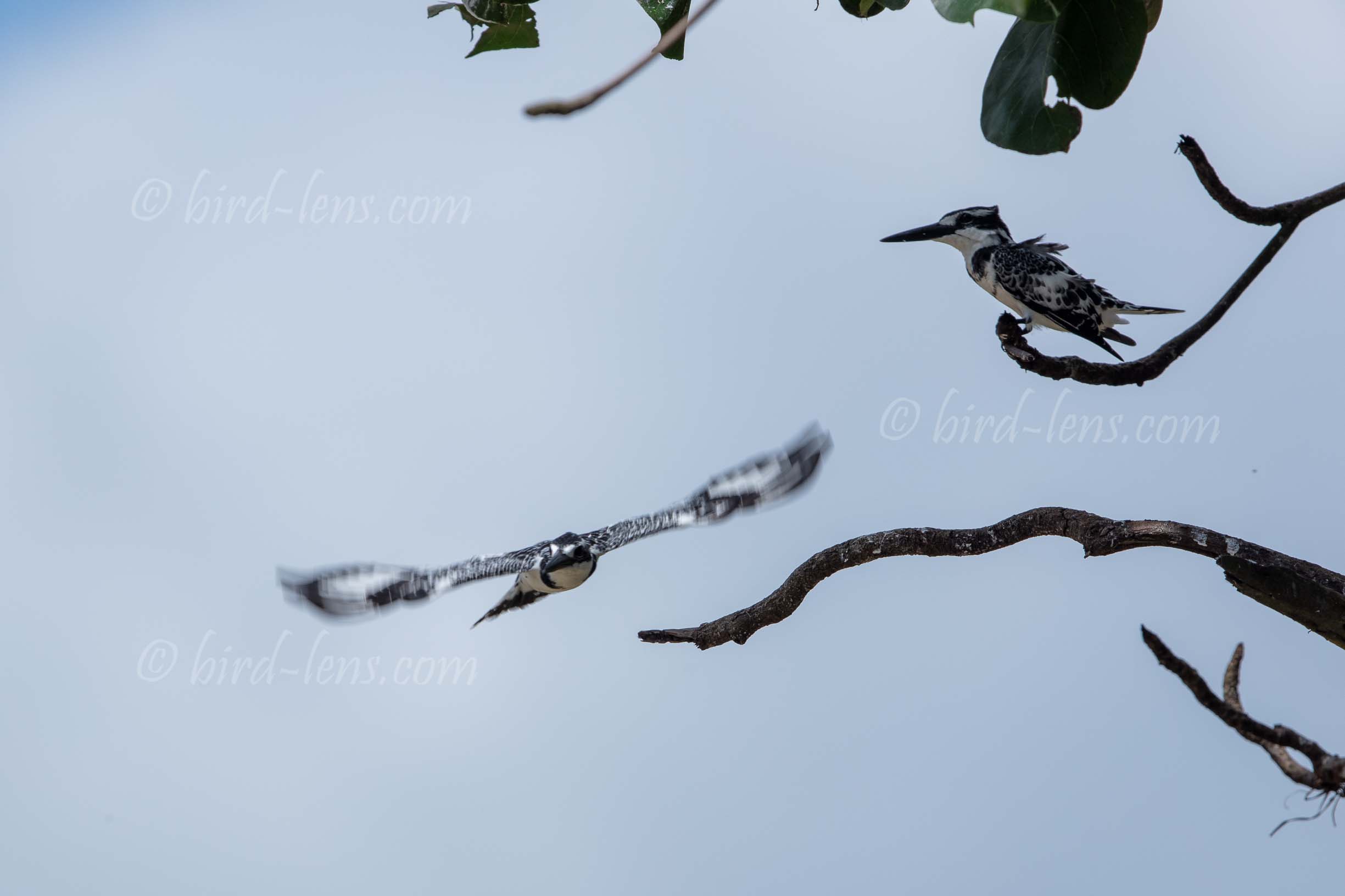 Graufischer Graufischer