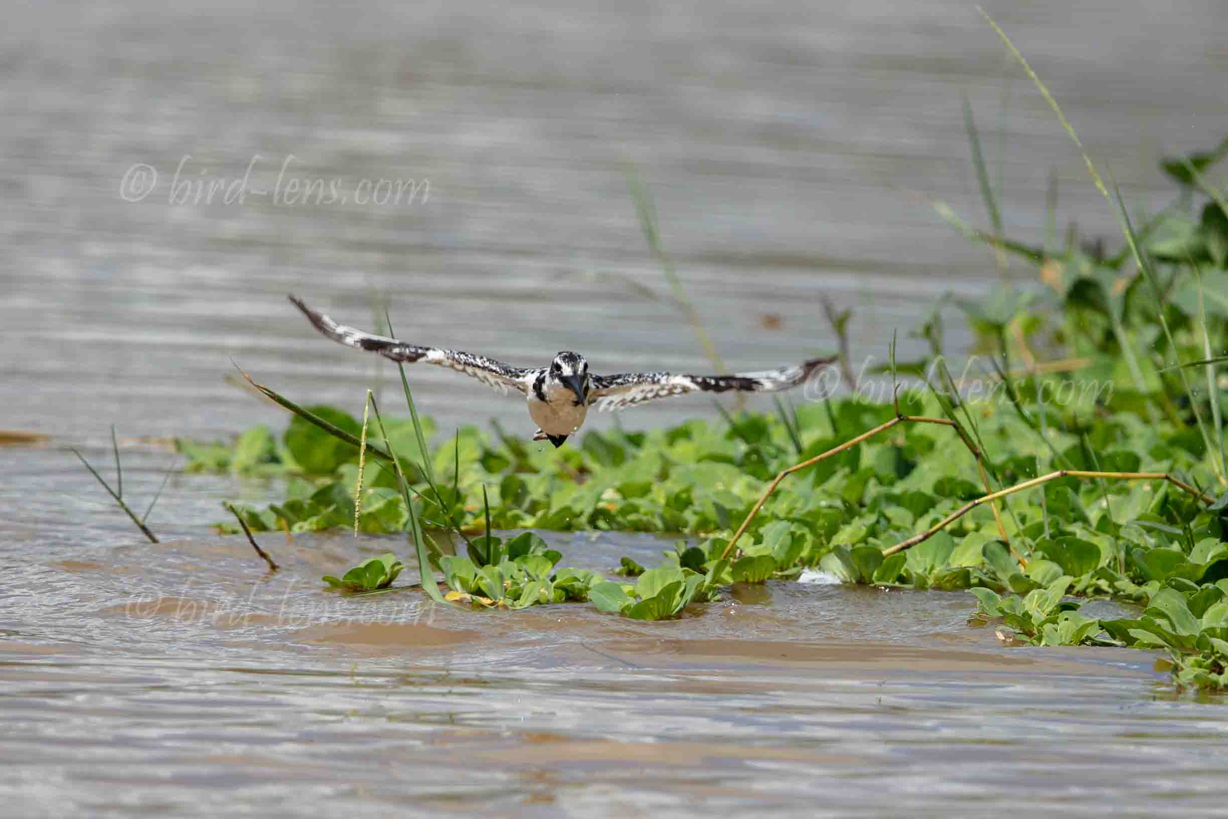 Graufischer Graufischer