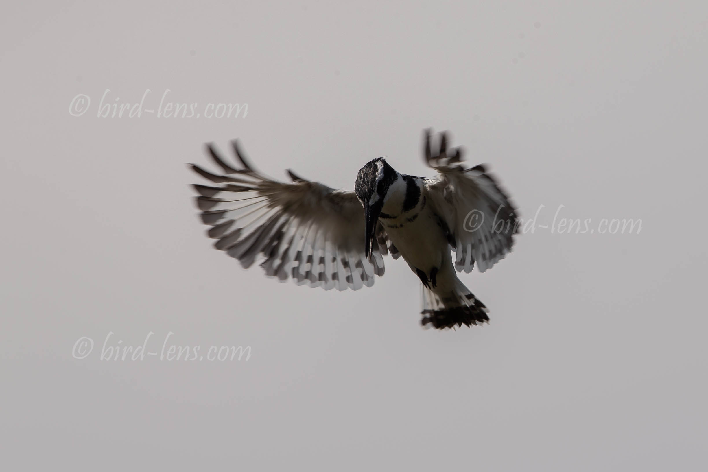 Graufischer Graufischer