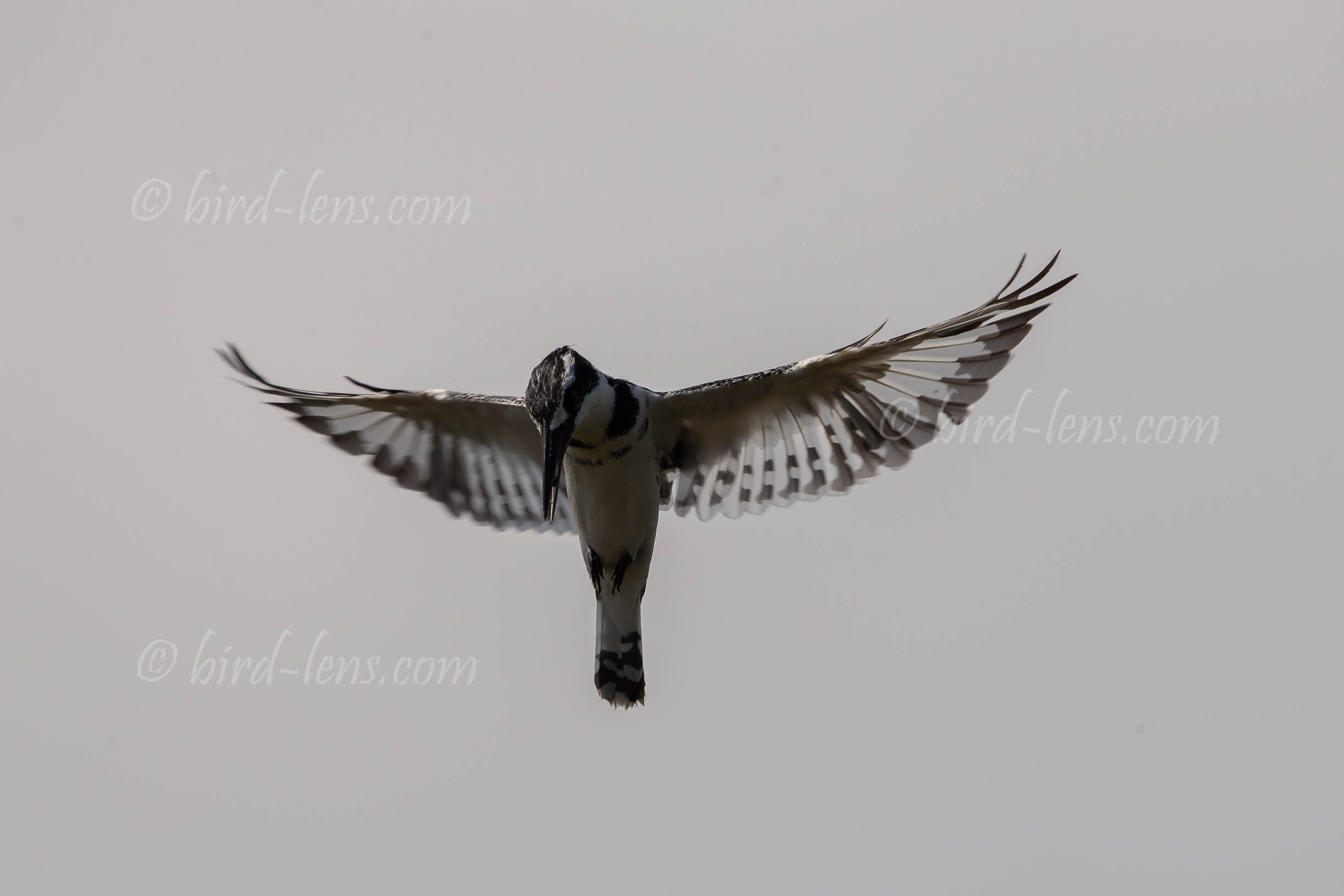 Graufischer Graufischer