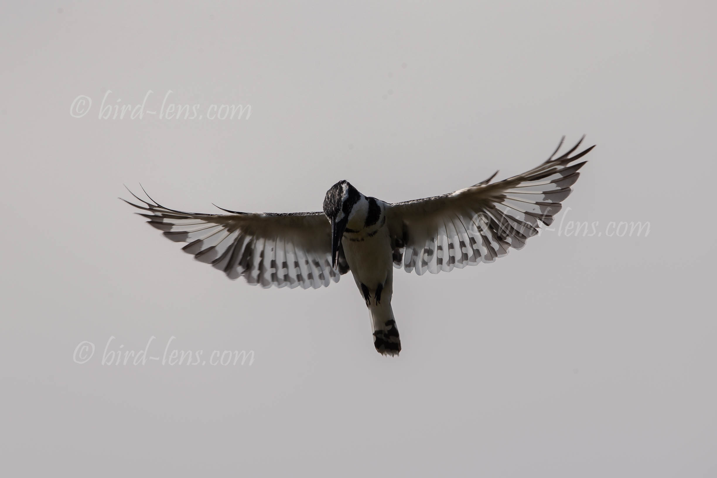 Graufischer Graufischer