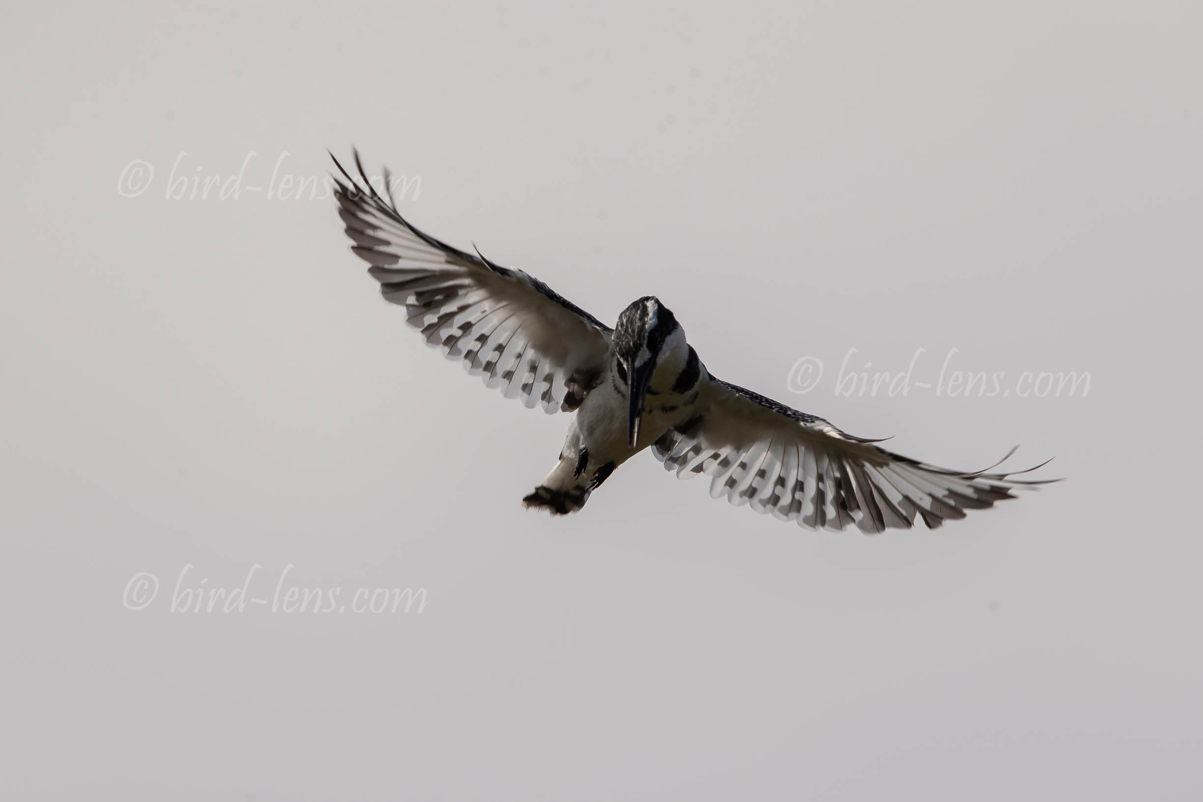 Graufischer Graufischer