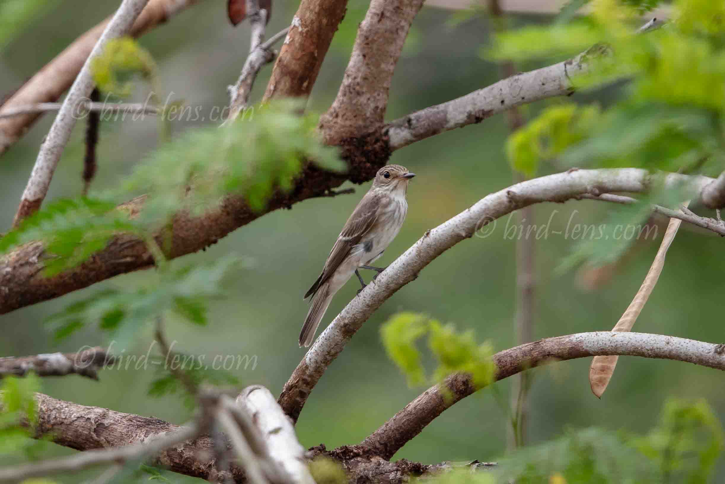 Grauschnäpper Grauschnäpper