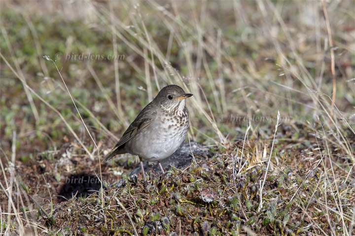 Grauwangendrossel Grauwangendrossel