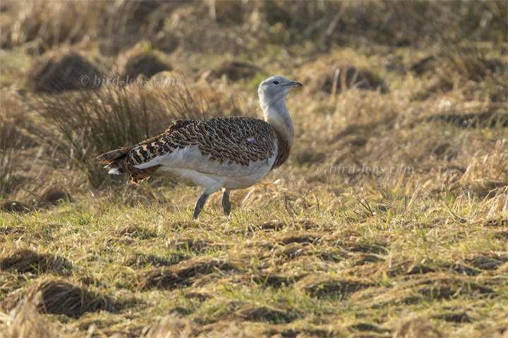 Großtrappe Großtrappe