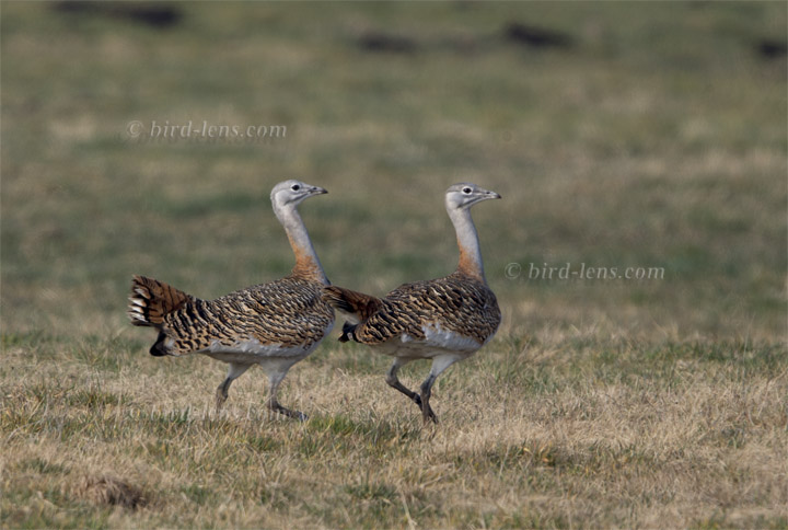 Großtrappe Großtrappe