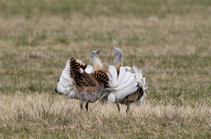 Großtrappe Großtrappe