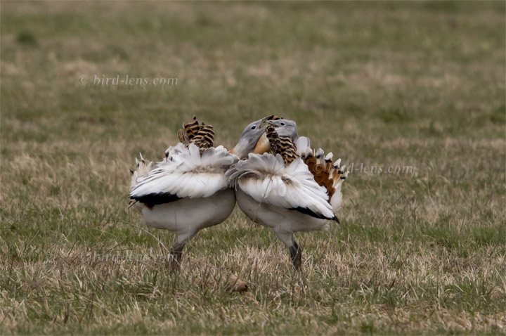 Großtrappe Großtrappe