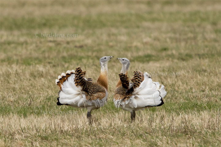 Großtrappe Großtrappe