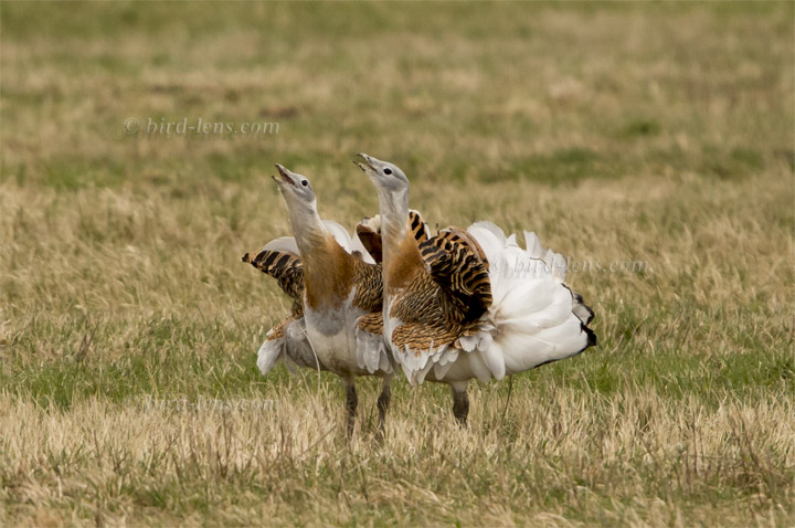 Großtrappe Großtrappe