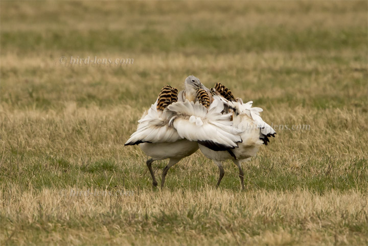 Großtrappe Großtrappe
