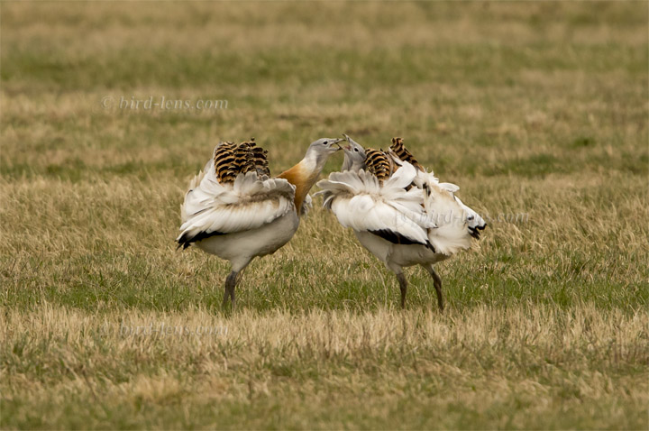 Großtrappe Großtrappe