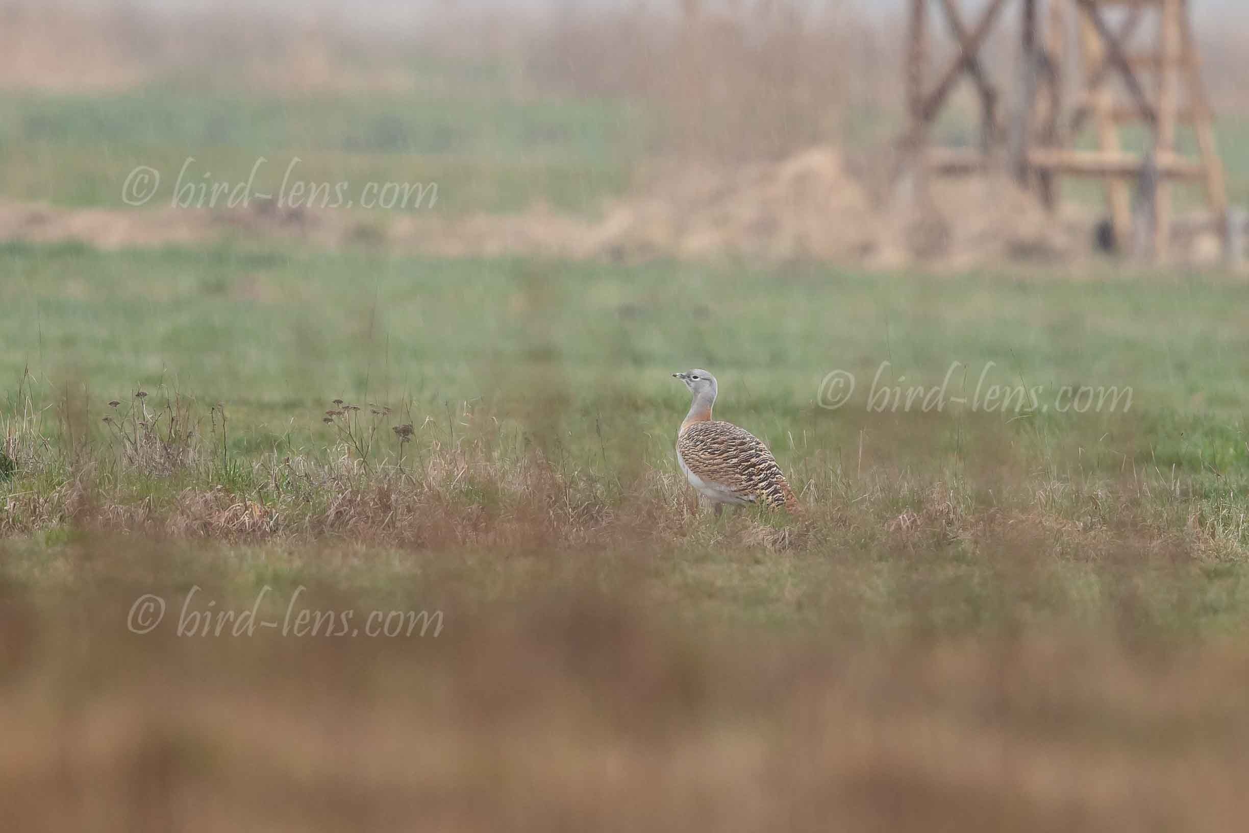 Großtrappe Großtrappe