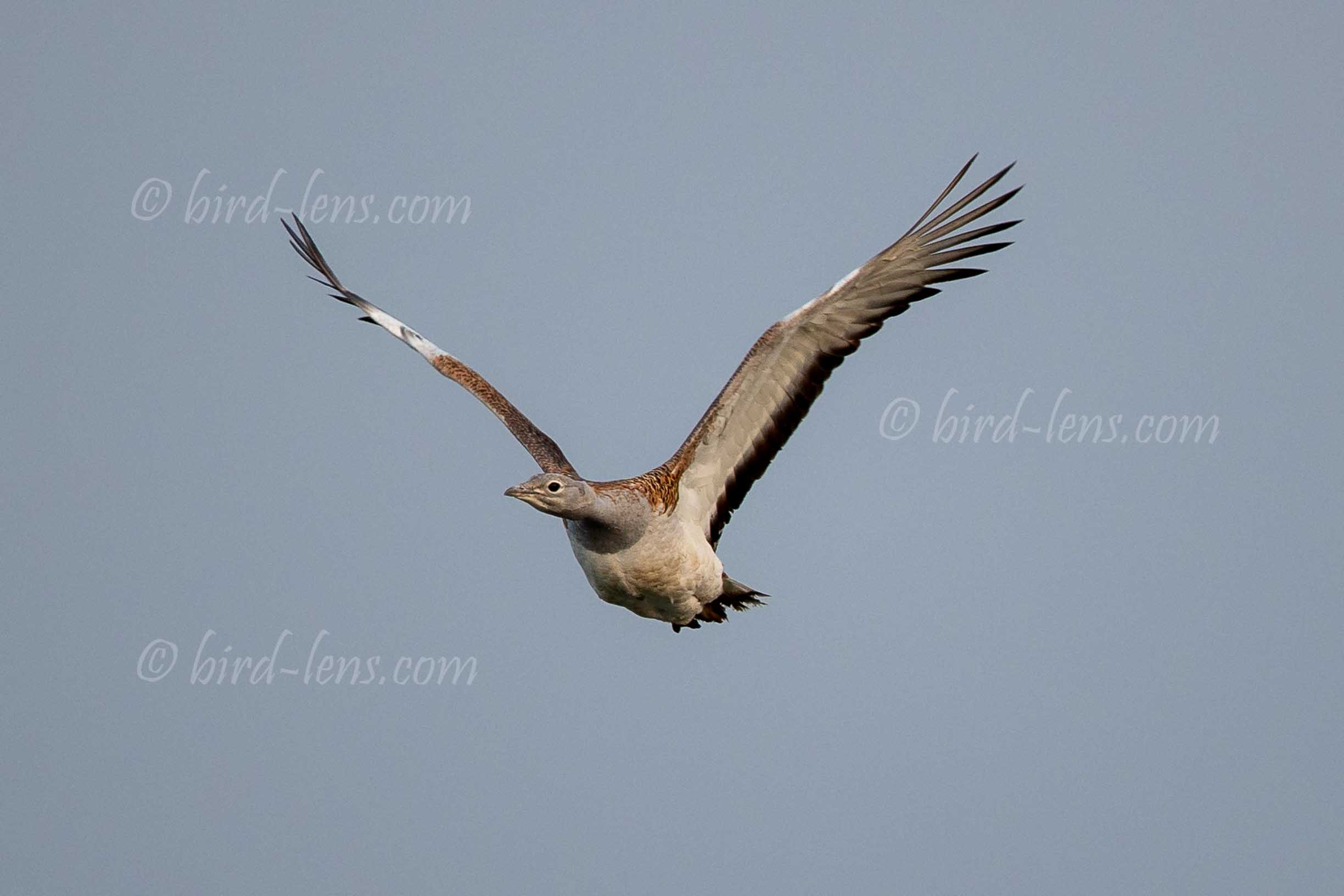 Großtrappe Großtrappe